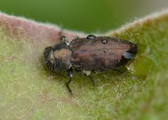 Chrysobothris fragariae by (c) David Anderson, some rights reserved (CC BY), uploaded by David Anderson. Used under a CC-BY license.