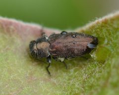 Chrysobothris fragariae by (c) David Anderson, some rights reserved (CC BY), uploaded by David Anderson. Used under a CC-BY license.