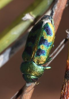 Chrysobothrini by (c) Andrew Meeds, some rights reserved (CC BY), uploaded by Andrew Meeds. Used under a CC-BY license.