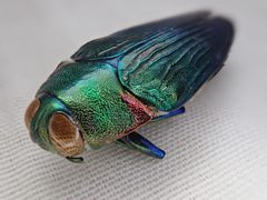 Chrysobothrini by no rights reserved, uploaded by Tsssss. Used under a CC0 license.