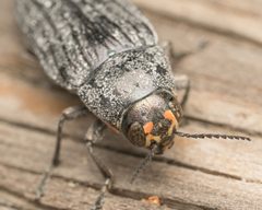 Buprestis lyrata by no rights reserved, uploaded by Jesse Rorabaugh. Used under a CC0 license.