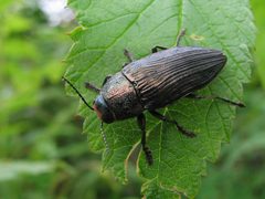 Buprestis lyrata by (c) Katja Schulz, some rights reserved (CC BY). Used under a CC-BY license.