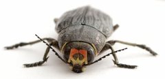 Buprestis lyrata by no rights reserved, uploaded by Mike Palmer. Used under a CC0 license.