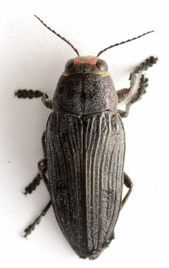 Buprestis lyrata by no rights reserved, uploaded by Mike Palmer. Used under a CC0 license.