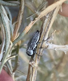 Chrysobothris deserta by (c) nmoorhatch, some rights reserved (CC BY), uploaded by nmoorhatch. Used under a CC-BY license.
