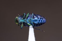 Chrysobothris by (c) Kyle Rossner, some rights reserved (CC BY), uploaded by Kyle Rossner. Used under a CC-BY license.
