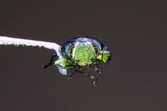Chrysobothris by (c) Kyle Rossner, some rights reserved (CC BY), uploaded by Kyle Rossner. Used under a CC-BY license.