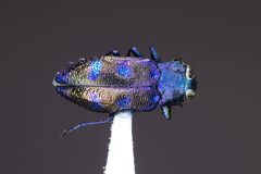 Chrysobothris by (c) Kyle Rossner, some rights reserved (CC BY), uploaded by Kyle Rossner. Used under a CC-BY license.