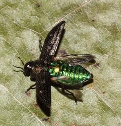 Chrysobothris sexsignata by (c) Gordon C. Snelling, some rights reserved (CC BY), uploaded by Gordon C. Snelling. Used under a CC-BY license.