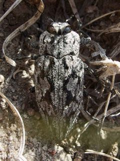 Chrysobothris chalcophoroides by (c) Sue Carnahan, some rights reserved (CC BY), uploaded by Sue Carnahan. Used under a CC-BY license.