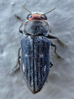Chrysobothris crandalli by (c) Sue Carnahan, some rights reserved (CC BY), uploaded by Sue Carnahan. Used under a CC-BY license.