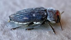 Chrysobothris crandalli by (c) Sue Carnahan, some rights reserved (CC BY), uploaded by Sue Carnahan. Used under a CC-BY license.
