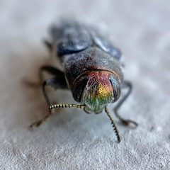 Chrysobothris crandalli by (c) Sue Carnahan, some rights reserved (CC BY), uploaded by Sue Carnahan. Used under a CC-BY license.