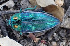 Chrysochroinae by (c) National Geographic Okavango Wilderness Project, some rights reserved (CC BY), uploaded by National Geographic Okavango Wilderness Project. Used under a CC-BY license.