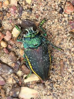 Chrysochroinae by (c) B. Phalan, some rights reserved (CC BY), uploaded by B. Phalan. Used under a CC-BY license.