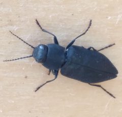 Melanophila acuminata by no rights reserved, uploaded by Kendra Parrish. Used under a CC0 license.