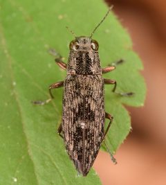 Spectralia gracilipes by (c) skitterbug, some rights reserved (CC BY), uploaded by skitterbug. Used under a CC-BY license.