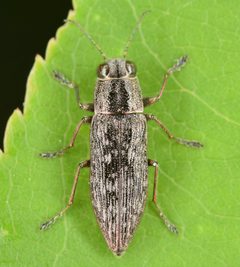 Spectralia gracilipes by (c) skitterbug, some rights reserved (CC BY), uploaded by skitterbug. Used under a CC-BY license.