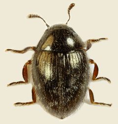 Simplocaria by (c) Janet Graham, some rights reserved (CC BY). Used under a CC-BY license.