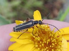 Chauliognathus lewisi vittatus by (c) Sam Kieschnick, some rights reserved (CC BY), uploaded by Sam Kieschnick. Used under a CC-BY license.