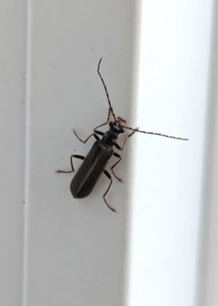 Dichelotarsus puncticollis by (c) Benoit Renaud, some rights reserved (CC BY), uploaded by Benoit Renaud. Used under a CC-BY license.