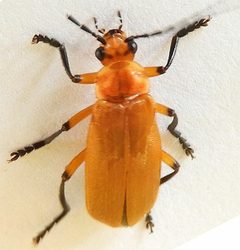 Discodon abdominale by (c) jimeckert49, some rights reserved (CC BY). Used under a CC-BY license.