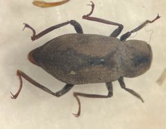 Helichus suturalis by (c) Matthew Pintar, some rights reserved (CC BY), uploaded by Matthew Pintar. Used under a CC-BY license.