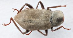 Helichus suturalis by (c) Matthew Pintar, some rights reserved (CC BY), uploaded by Matthew Pintar. Used under a CC-BY license.