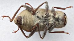 Helichus suturalis by (c) Matthew Pintar, some rights reserved (CC BY), uploaded by Matthew Pintar. Used under a CC-BY license.