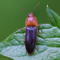Ampedus fastus by (c) Ken-ichi Ueda, some rights reserved (CC BY), uploaded by Ken-ichi Ueda. Used under a CC-BY license.