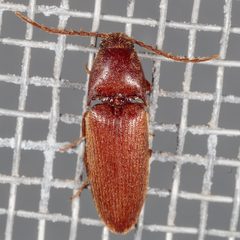 Anchastus rufus by (c) Victor Engel, some rights reserved (CC BY), uploaded by Victor Engel. Used under a CC-BY license.