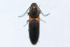 Athous scapularis by (c) Owen Strickland, some rights reserved (CC BY), uploaded by Owen Strickland. Used under a CC-BY license.