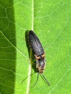 Athous scapularis by (c) Mark Richman, some rights reserved (CC BY), uploaded by Mark Richman. Used under a CC-BY license.