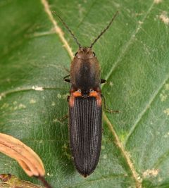 Athous scapularis by (c) skitterbug, some rights reserved (CC BY), uploaded by skitterbug. Used under a CC-BY license.