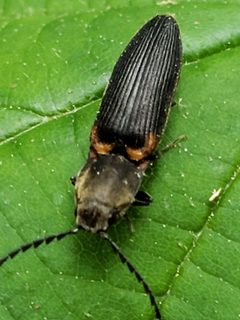 Athous scapularis by (c) Mark Richman, some rights reserved (CC BY), uploaded by Mark Richman. Used under a CC-BY license.