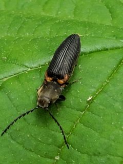 Athous scapularis by (c) Mark Richman, some rights reserved (CC BY), uploaded by Mark Richman. Used under a CC-BY license.