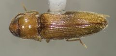Glyphonyx testaceus by no rights reserved, uploaded by Earl Agpawa. Used under a CC0 license.