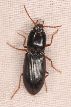 Margaiostus glacialis by (c) Trevor Van Loon, some rights reserved (CC BY), uploaded by Trevor Van Loon. Used under a CC-BY license.