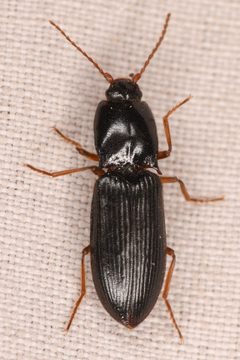 Margaiostus glacialis by (c) Trevor Van Loon, some rights reserved (CC BY), uploaded by Trevor Van Loon. Used under a CC-BY license.