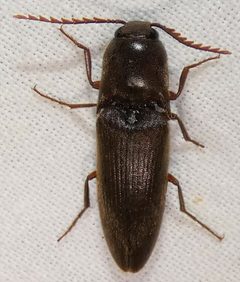 Diplostethus carolinensis by no rights reserved, uploaded by kcthetc1. Used under a CC0 license.