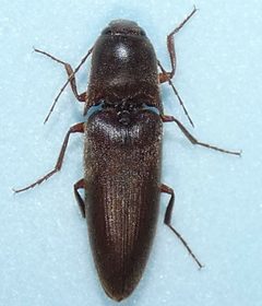 Diplostethus carolinensis by no rights reserved, uploaded by kcthetc1. Used under a CC0 license.