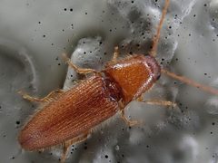 Dipropus asper by (c) Cole Shoemaker, some rights reserved (CC BY), uploaded by Cole Shoemaker. Used under a CC-BY license.