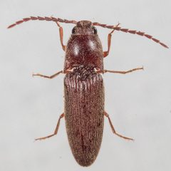 Dipropus simplex by (c) Victor Engel, some rights reserved (CC BY), uploaded by Victor Engel. Used under a CC-BY license.