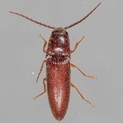 Dipropus simplex by (c) Victor Engel, some rights reserved (CC BY), uploaded by Victor Engel. Used under a CC-BY license.