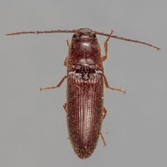 Dipropus simplex by (c) Victor Engel, some rights reserved (CC BY), uploaded by Victor Engel. Used under a CC-BY license.
