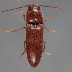 Dipropus simplex by (c) Victor Engel, some rights reserved (CC BY), uploaded by Victor Engel. Used under a CC-BY license.