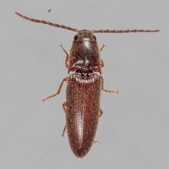 Dipropus simplex by (c) Victor Engel, some rights reserved (CC BY), uploaded by Victor Engel. Used under a CC-BY license.
