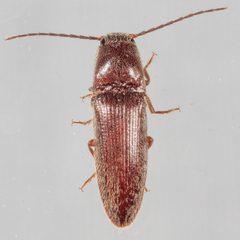 Dipropus simplex by (c) Victor Engel, some rights reserved (CC BY), uploaded by Victor Engel. Used under a CC-BY license.