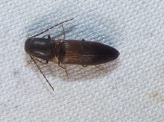Dolerosomus silaceus by no rights reserved, uploaded by kcthetc1. Used under a CC0 license.