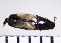 Drapetes plagiatus by (c) Mike Bowie, some rights reserved (CC BY), uploaded by Mike Bowie. Used under a CC-BY license.